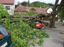 Kwikfynd Tree Cutting Services
dargan