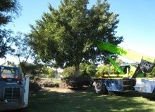 Kwikfynd Tree Management Services
dargan